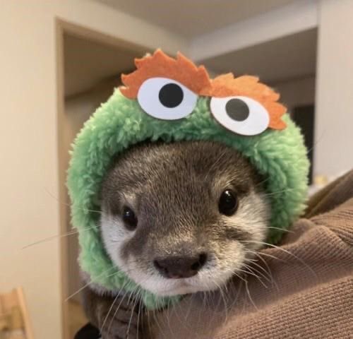 OTTERS IN HATS A THREAD IM MAKING THIS TO MAKE MYSELR Feel BETTWR