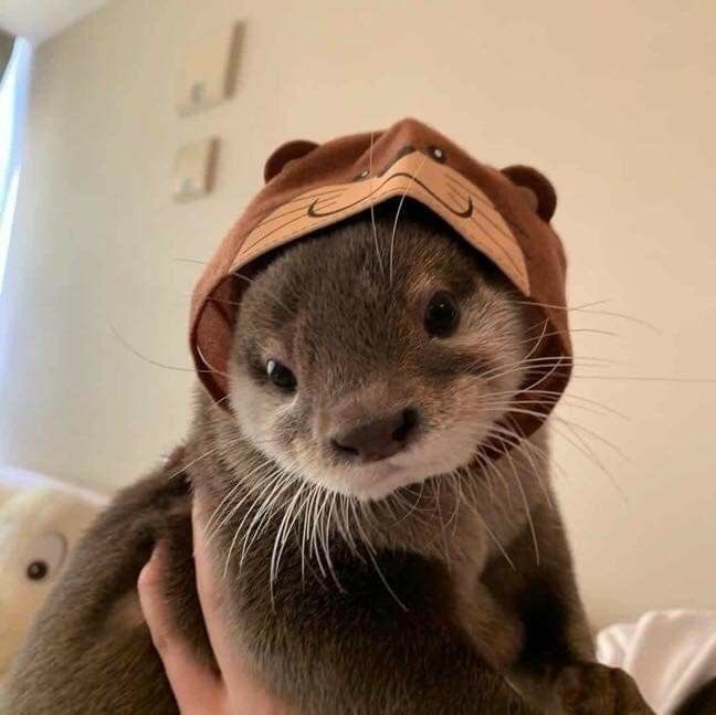 OTTERS IN HATS A THREAD IM MAKING THIS TO MAKE MYSELR Feel BETTWR