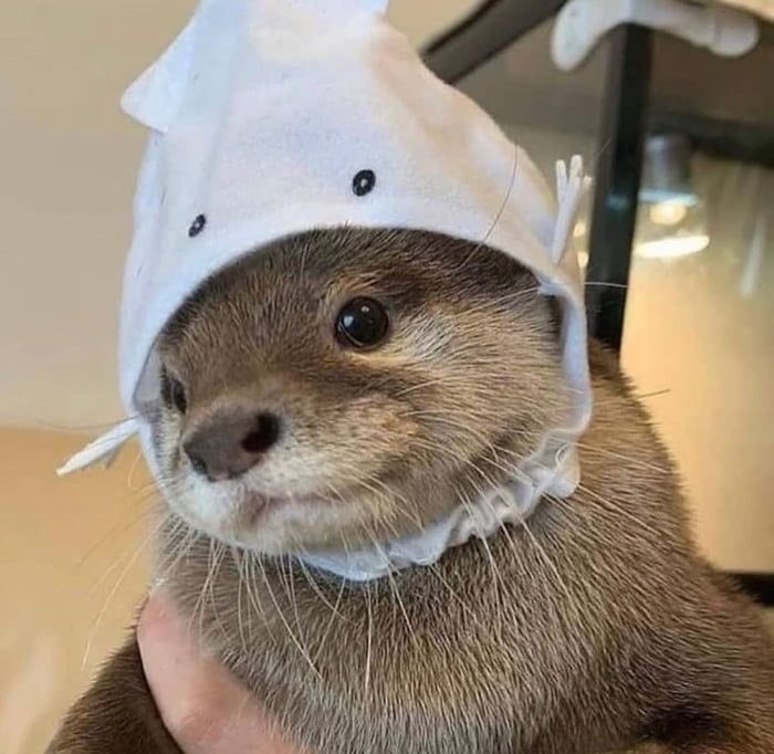 OTTERS IN HATS A THREAD IM MAKING THIS TO MAKE MYSELR Feel BETTWR