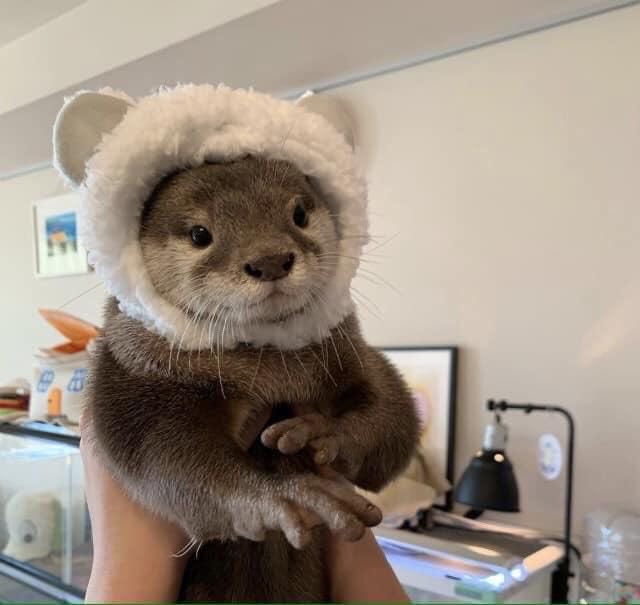 OTTERS IN HATS A THREAD IM MAKING THIS TO MAKE MYSELR Feel BETTWR