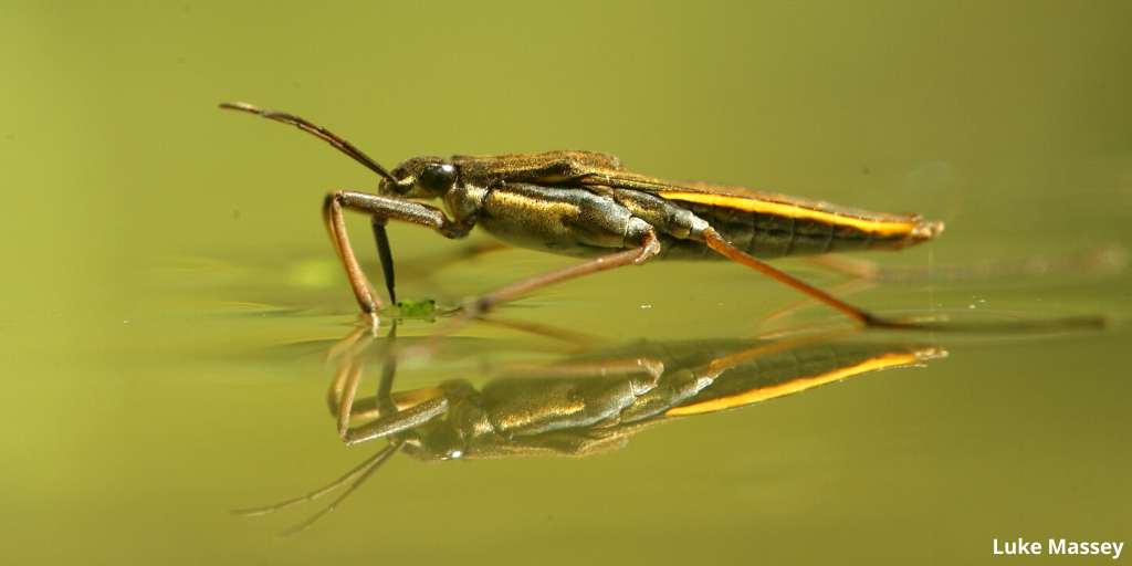 The chemicals that make detergents bubbly are called surfactants. These take away the surface tension of water, meaning insects like pond-skaters fall in. Switching your washing-up liquid can make a huge difference #ActionForInsects wildlifetrusts.org/take-action-in… <a href="/WildlifeTrusts/">The Wildlife Trusts</a>