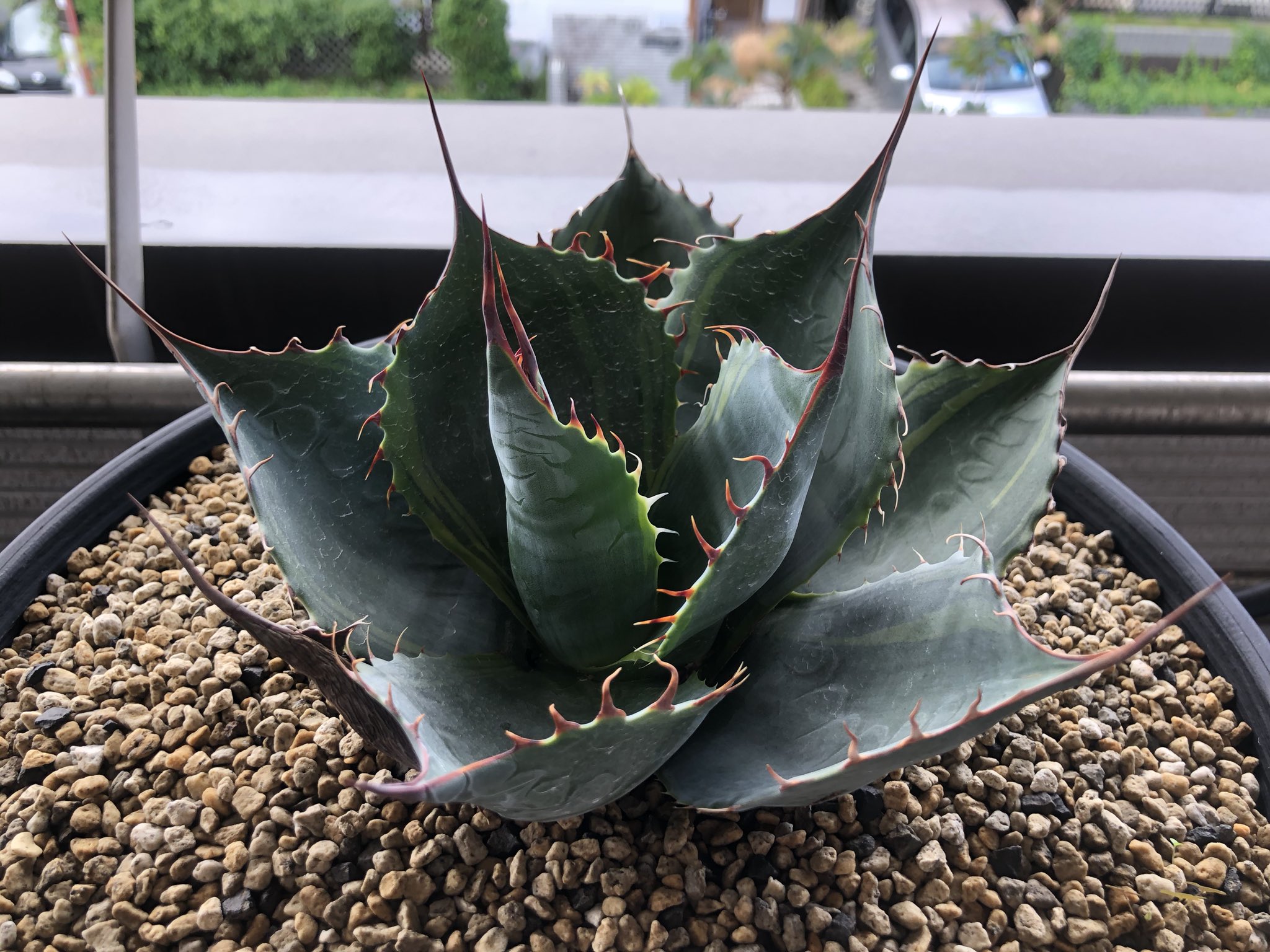 アガベ ファイヤーボール パラサナ パラサナ錦 【公式通販】