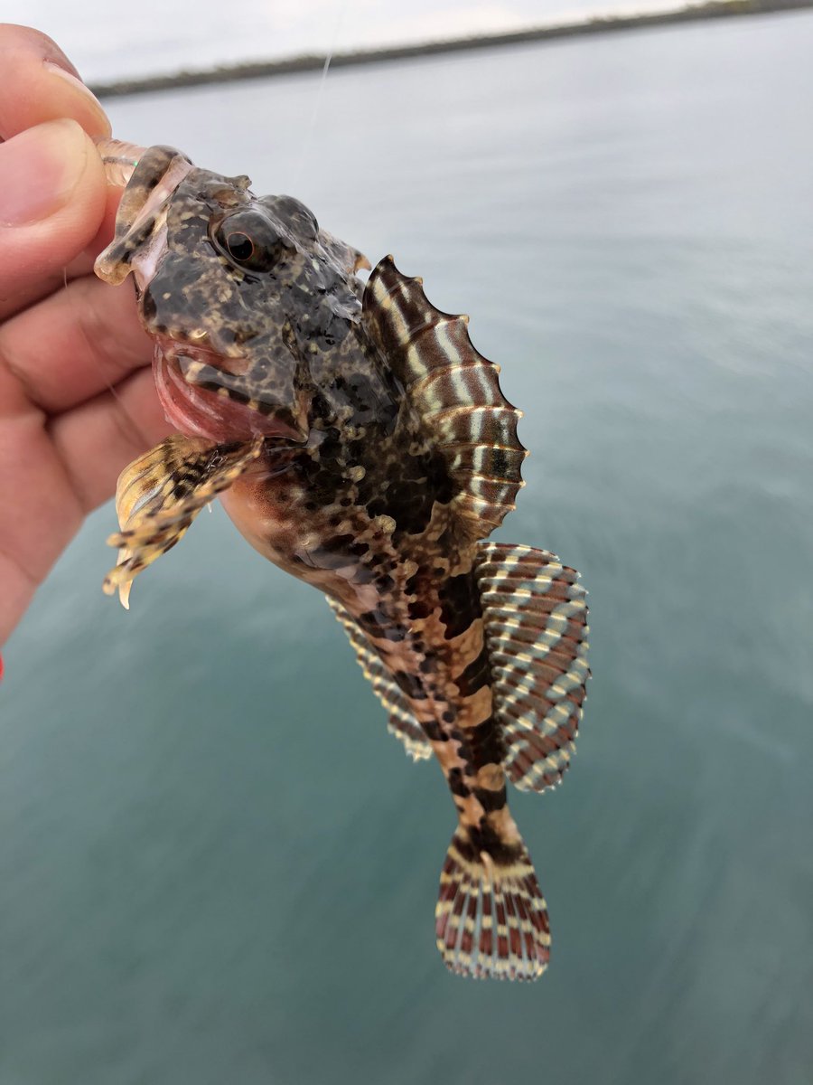 ツナ ダ 明けてから数時間 やっとのことで新魚種を追加 小樽はガヤだけじゃないの証明されたね