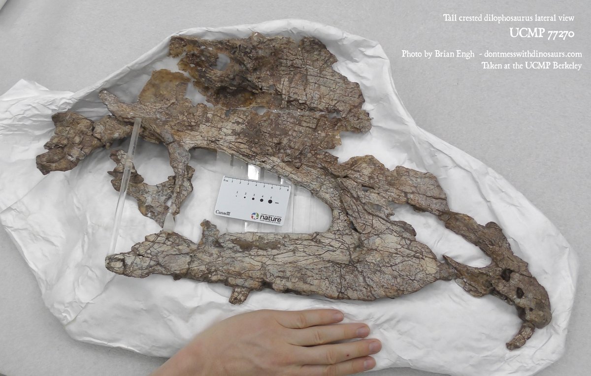 Most of us puny humans (including many paleontologists) didn't realize how big this animal was because the skull is quite fragmentary. Here's the actual fossil of UCMP 77270 (w/out the back bits). The total length is 67 cm! That's about as long as the LARGEST SALTWATER CROCS