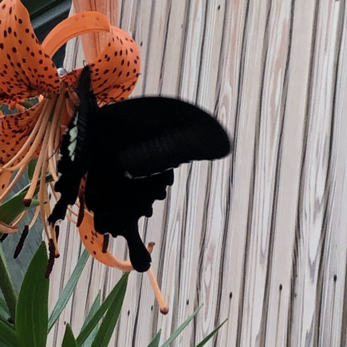 朝イチの灰色の
濃淡の空は今も
おなじ空
雨は降ってない
昨夜の真夜中の
雷鳴は凄くて
怖かった
ナナニャンも震えて
私の枕元にきた

＃〜今朝の花は〜

オニユリに蝶

飛び交うので
うまく撮れなくて

なので今回は花より
蝶が主役
優雅に飛んでた

＃花
＃オニユリニ蝶
＃さつませんだい
＃こみたん