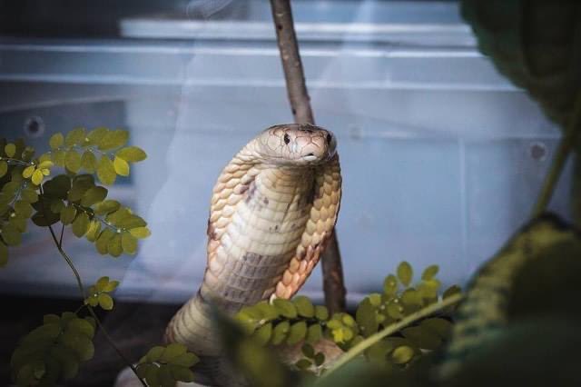 ELA FAZ O ENSAIO FOTOGRÁFICO DELA!

A Naja kaouthi que ficou famosa após picar o estudante de medicina veterinária Pedro Henrique S. K. Lehmkul (suposto traficante de animais - vamos evitar um processo aqui), fez um ensaio fotográfico BABADEIRO

📸: Ivan Mattos/Zoo de Brasília