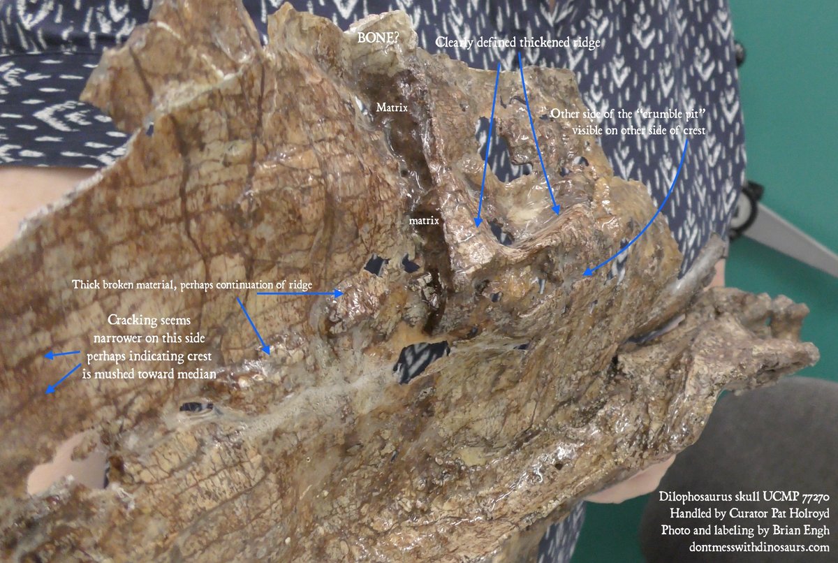 Here's a few angles of UCMP 77270, being handled by the great  @ucmpberkeley curator  @PatriciaHolroyd. That pitting texture is not just damage, it's due to the fact that this was air-filled SINUS bone. Look how the crest connects to the big sinus in the middle of the skull.