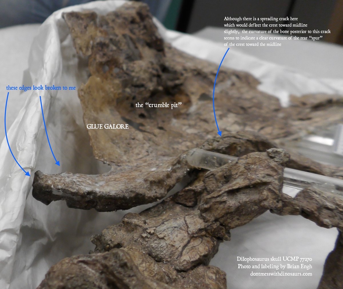 Here's a few angles of UCMP 77270, being handled by the great  @ucmpberkeley curator  @PatriciaHolroyd. That pitting texture is not just damage, it's due to the fact that this was air-filled SINUS bone. Look how the crest connects to the big sinus in the middle of the skull.