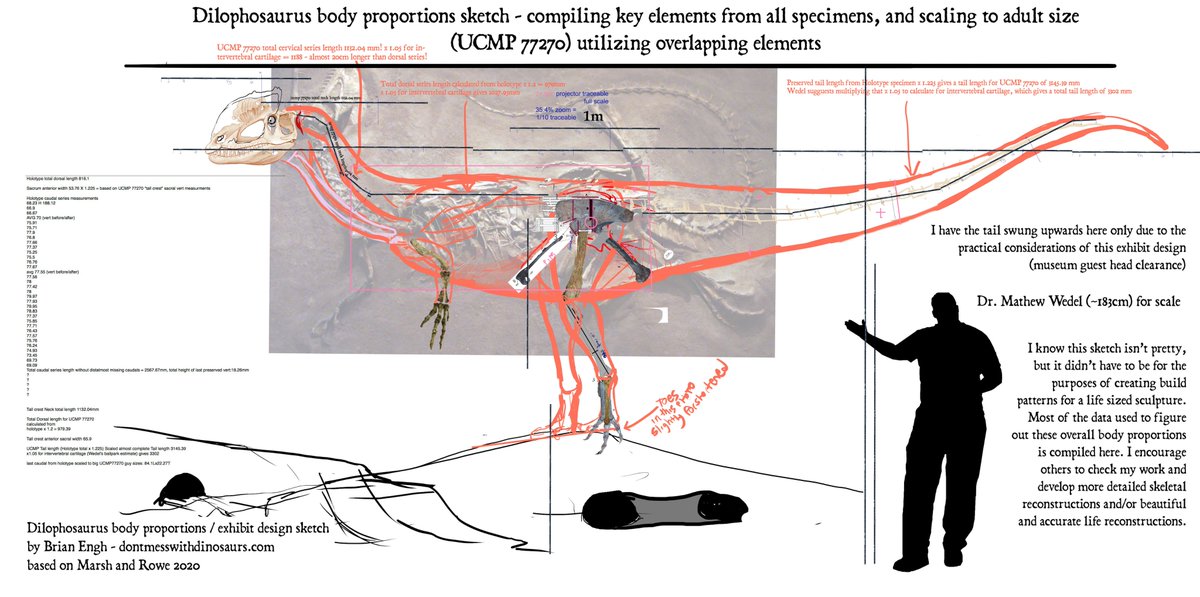 Now onto overall body proportions. In short, I did the same  #PaleoartProcess as with the skull reconstruction: matching overlapping elements and scaling according to the difference in size between the specimens.  @NotThatMarsh's paper includes tables of measurements galore!