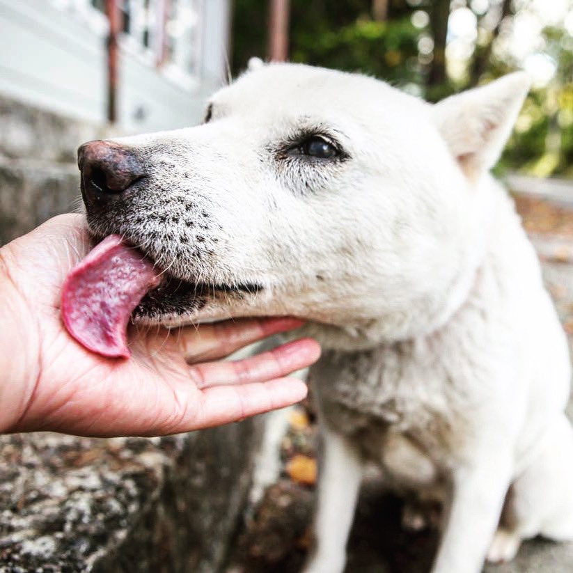 Tell us what you’re spending your weekend doing! I’m spending it trying to figure out why my hooman is so tasty. #heck #fingerfries