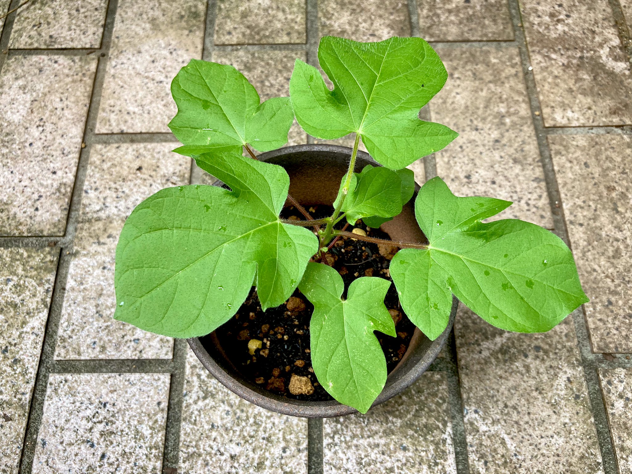 Ushigomekko 実は朝顔が大変 一番元気だった株が月火の2日間でこんな風に 写真は昨日朝 他の株も似た症状が 素人の見立てでは中央若葉の黒化は日曜の炎天による葉焼け 周辺の葉の透明化は害虫 と思うけど診断が遅れることで対処も遅れる 伝染