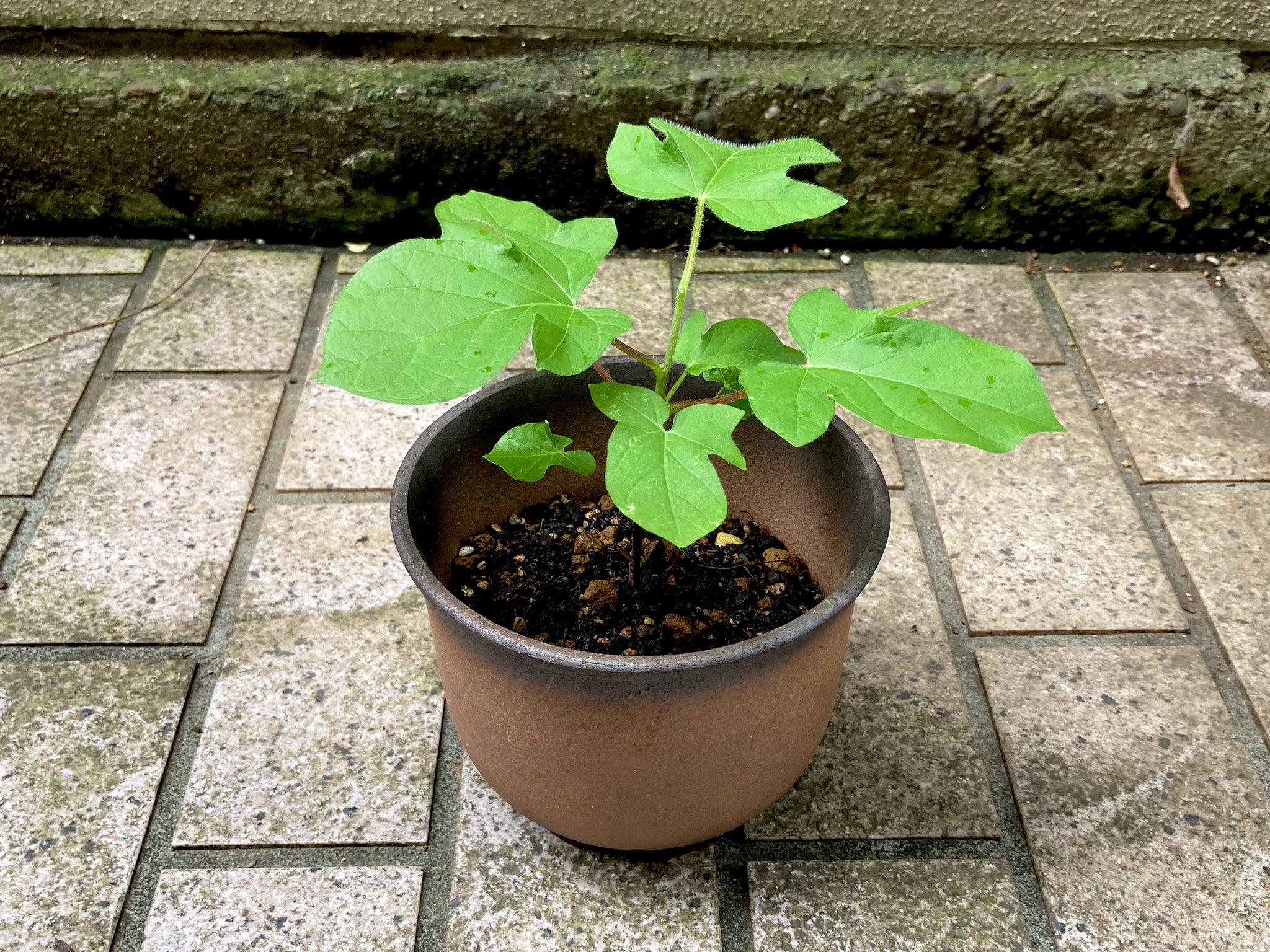 Ushigomekko 実は朝顔が大変 一番元気だった株が月火の2日間でこんな風に 写真は昨日朝 他の株も似た症状が 素人の見立てでは中央若葉の黒化は日曜の炎天による葉焼け 周辺の葉の透明化は害虫 と思うけど診断が遅れることで対処も遅れる 伝染