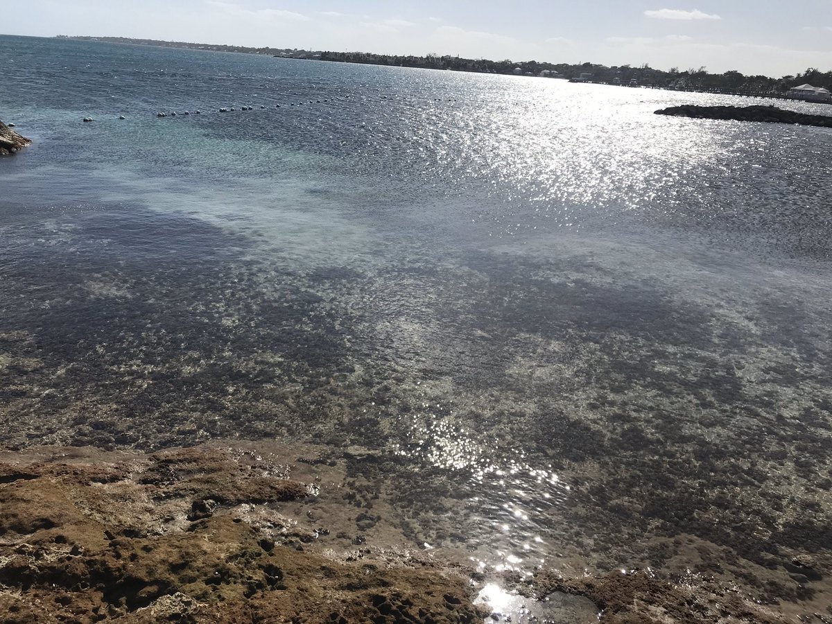 lynx_nine99's tweet photo. My country is a lil ting aye 😍 #HappyIndependenceBahamas 🇧🇸🇧🇸🇧🇸🇧🇸🇧🇸🇧🇸🇧🇸🇧🇸🇧🇸🇧🇸🇧🇸🇧🇸🇧🇸🇧🇸🇧🇸🇧🇸🇧🇸🇧🇸🇧🇸🇧🇸🇧🇸🇧🇸🇧🇸🇧🇸 #est1973 https://t.co/YnJ4iaUuWb