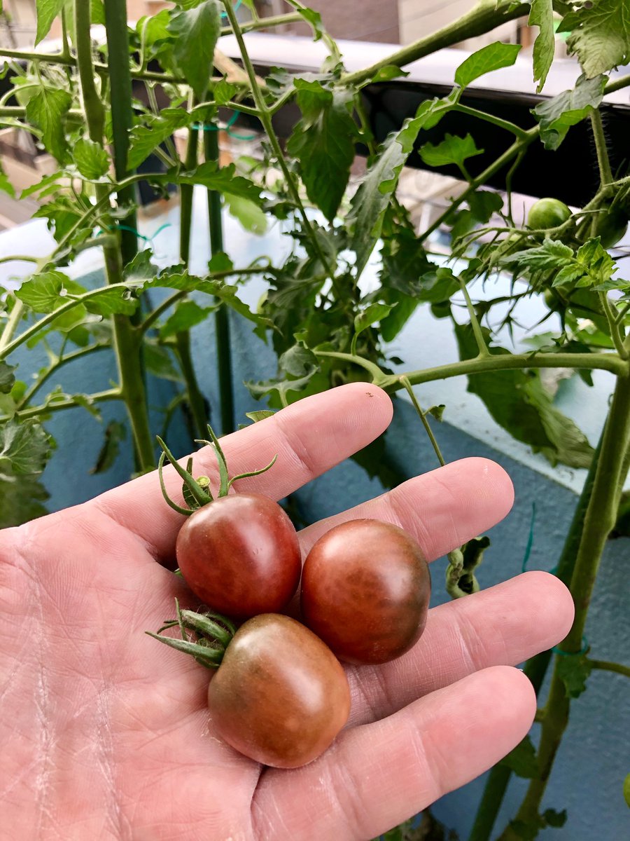 武蔵関 関根整骨院 鍼灸 関根院長 ﾉ ベランダ菜園 プランター菜園 5 17に買ったミニトマトの苗 トスカーナ バイオレット 本日 初収穫 3つ 本来なら紫色のトマトのはずが 最近の雨 曇り 日照時間が少ないため 紫色よりかは赤色