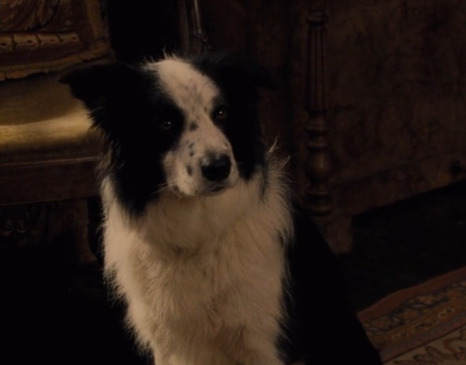 i see now that she did it all for the dog