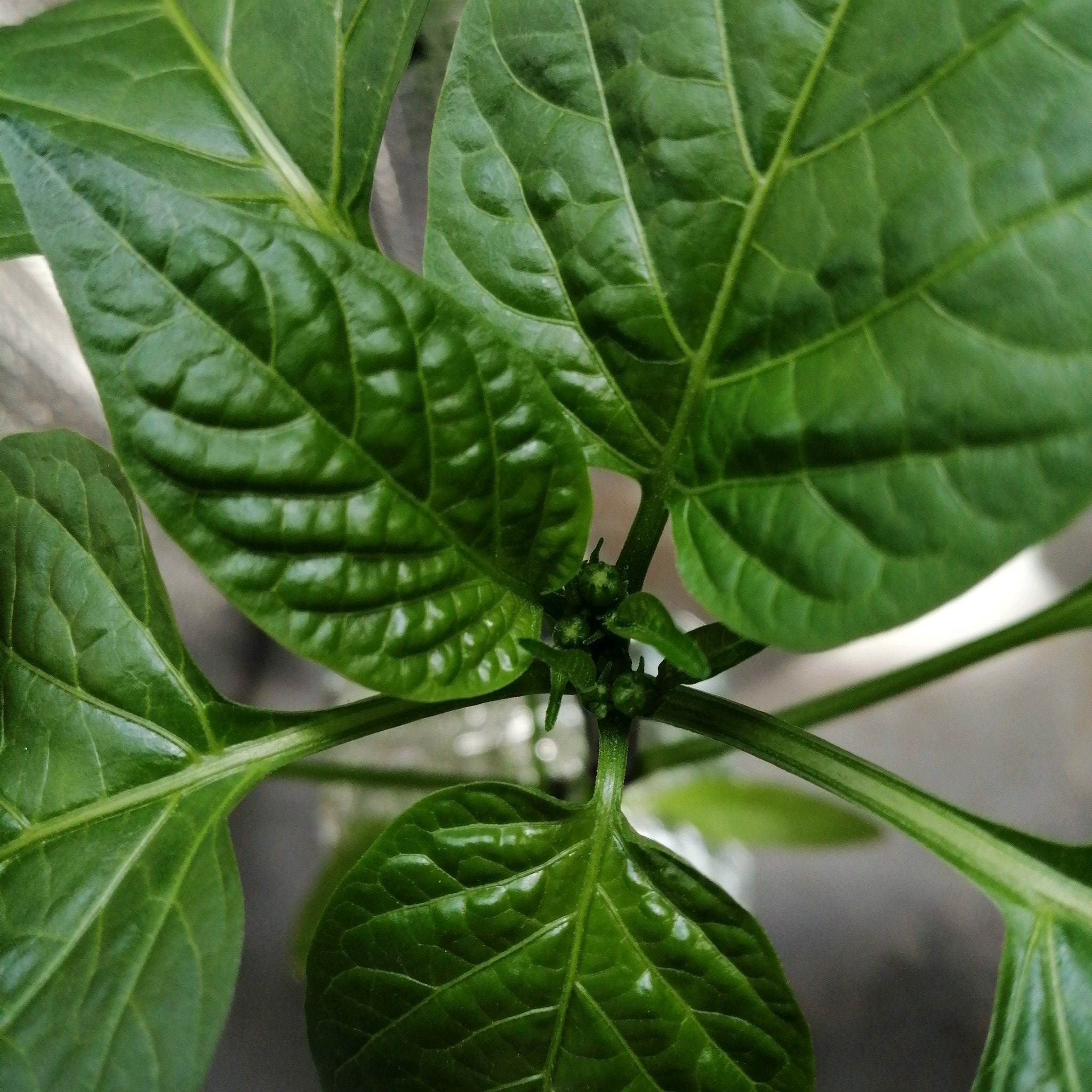 エム おうち菜園 水耕栽培のパプリカに蕾を発見 この子は摘むんだったかな 初パプリカなので慎重にやらなければ プランターの子は何故か先端枝分かれ こんなもんなのかな 水耕栽培 家庭菜園 プランター菜園 パプリカ T Co