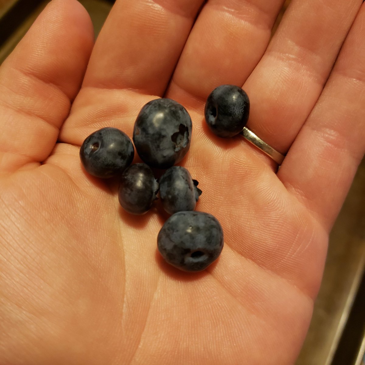 HogsbackHome's tweet photo. π I need about 20 more blueberry plants!
.
.
.
.
.
#FreshBlueberries
#HogsbackHomestead https://t.co/QZqEyYWh8V