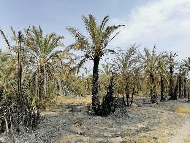 shazya9's tweet photo. #بلوشستان_الغربية : حرائق مفتعلة تقضي على مناطق واسعة من بساتين النخيل في بلدة "چاه کیچی" مسببة اضرار بالغة مع اصابة احد المزارعين نتيجة احتواء السكان للحريق ، الحرائق تبدو مشبوهة في هذه المناطق بسبب عدم توفير النظام الايراني لمراكز الاطفاء ومكافحة الحرائق . https://t.co/GgTBVvBaAX