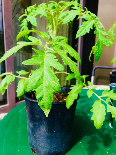 greenstoresales's tweet photo. Tomato Plants for sale. Local, organic and huge! https://t.co/Rjlu2liQjU https://t.co/qeu1grCpiv