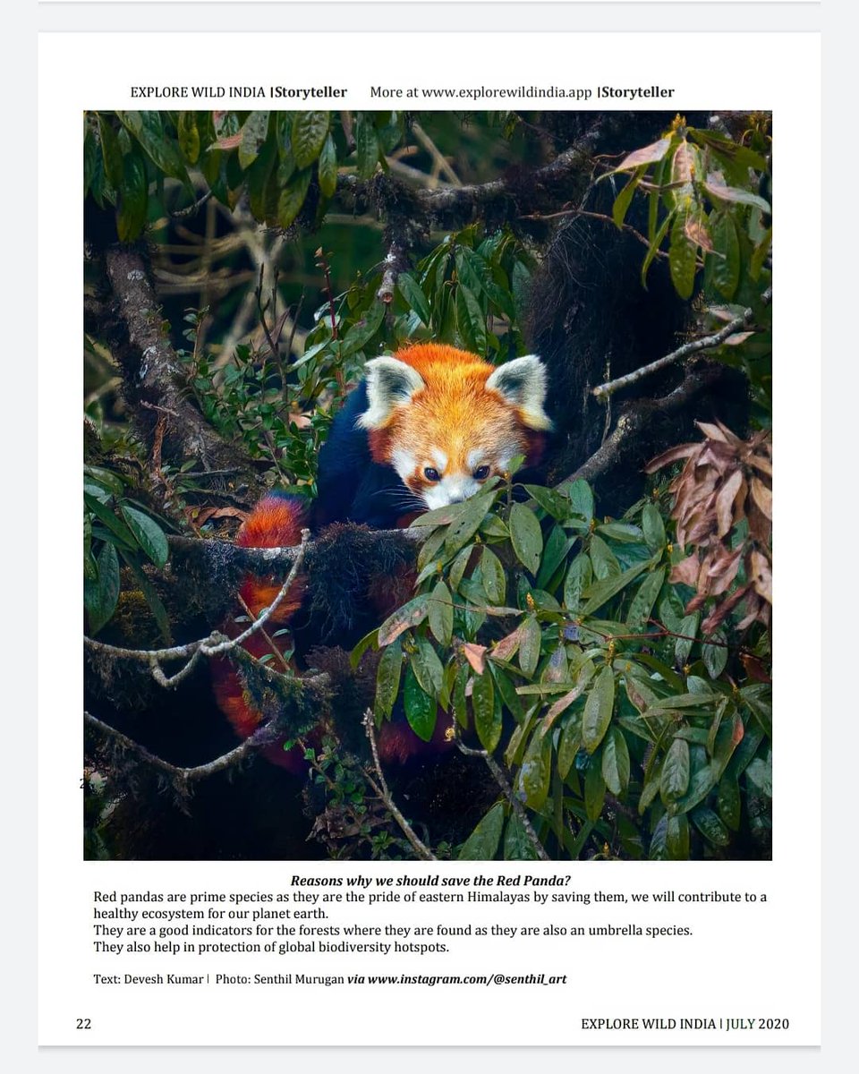 Four of my writings of #redpanda has been published in <a href="/wildlifeInd/">Explore Wild India Magazine</a> July Edition 2020. 

Photo 1 : Amruth Harsha
Photo 2 : Amrito Chakraborty
Photo 3 : Senthil Murugan

Thanks to all photographers who has contributed their #photos in this edition.
#wildlifeindia
#india