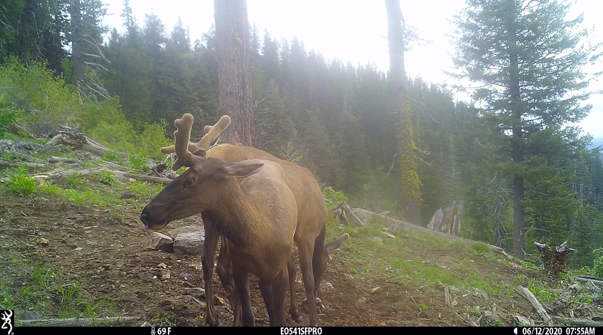 EaORTrailCam541's tweet photo. The freaks are back in town for #freakyfriday @BrowningCams #StrikeForceHDPro #trailcam #trailcamera #gamecam #gamecamera #huntingoregon #eotrailcampics #elk #bullelk #ihangcamerasontrees #trailcamology #trailcamtrophy #browningtrailcameras #browningcameras #youvegottoseethis https://t.co/8Y3wJvZVJ8