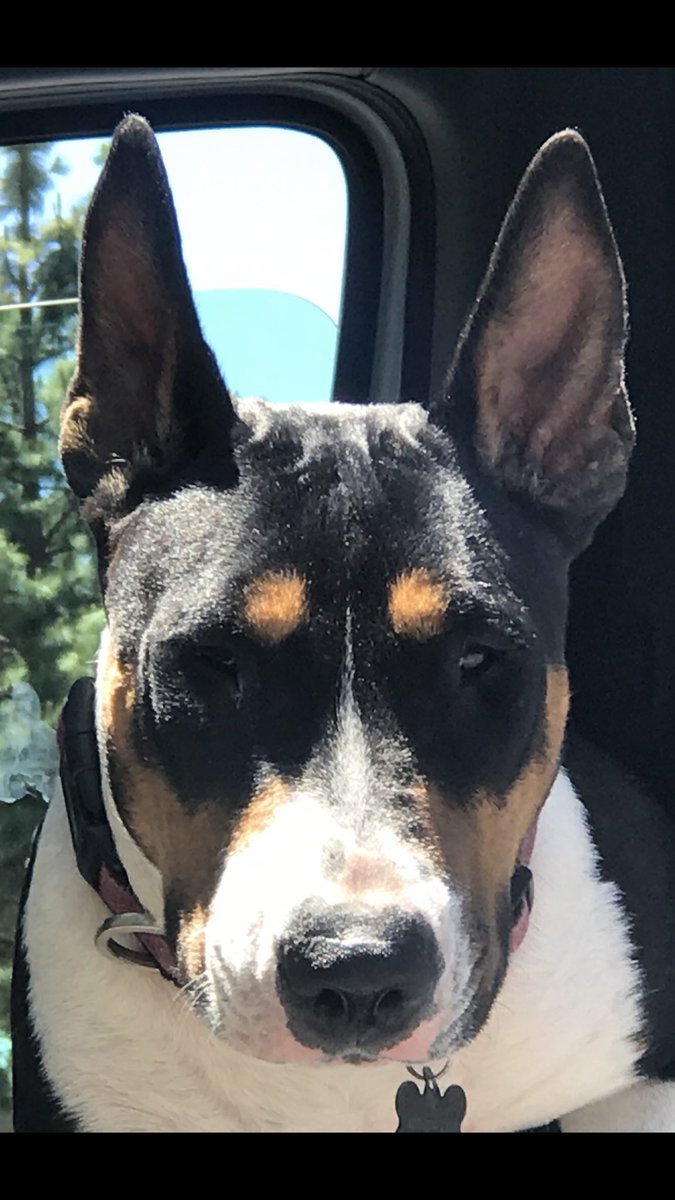 DogsCruz's tweet image. ...back in the saddle big time and turns 1 today, most of it spent playing with friends at her favorite spot, the beach! Please join me in wishing this beautiful young girl #HappyBirthday. Love you kid!