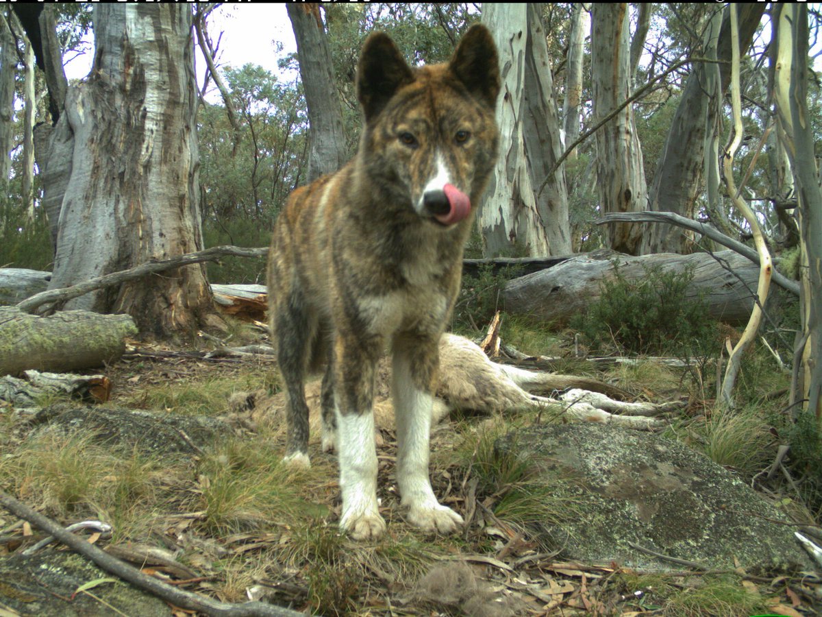 Field_Ecologist's tweet photo. Can not get enough of this beaut of a #dingo caught on our camera traps #scavenging in #kosciuskonationalpark !
@NewsomeTM @ChrisEFust #GlobalEcoLab #ProjectOzScav #WildOz https://t.co/r7vaOdVUcV