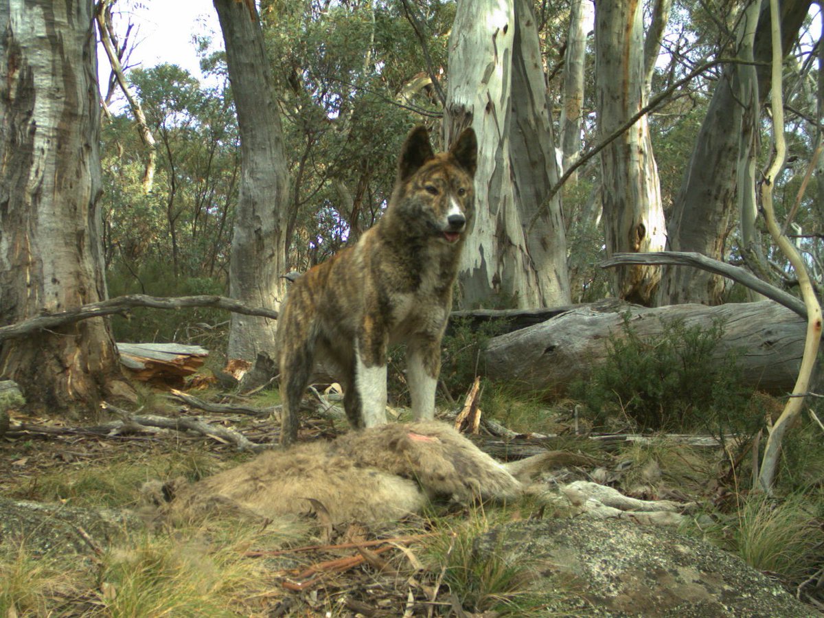 Field_Ecologist's tweet photo. Can not get enough of this beaut of a #dingo caught on our camera traps #scavenging in #kosciuskonationalpark !
@NewsomeTM @ChrisEFust #GlobalEcoLab #ProjectOzScav #WildOz https://t.co/r7vaOdVUcV