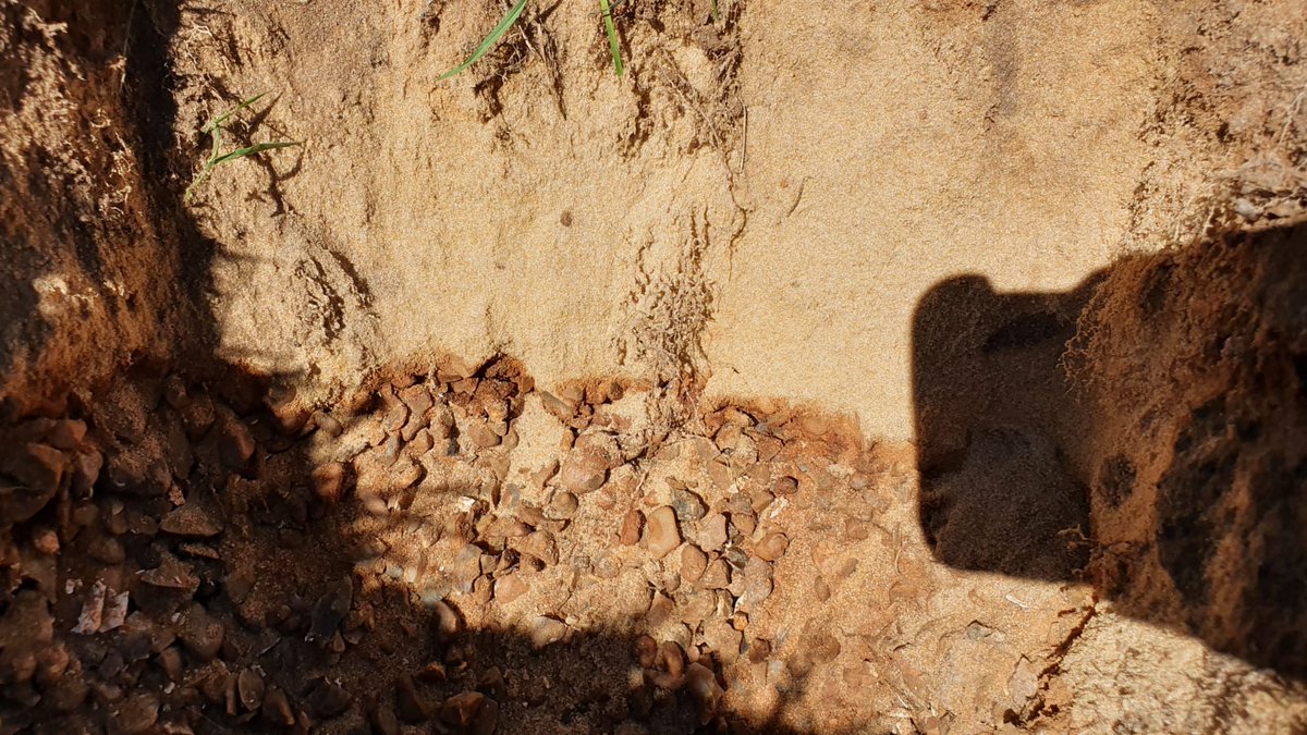 PaceBarry's tweet photo. Hmmmmmm.π€.....
Some very interesting colours in the ground today....
Part of the problem, consequence or both...... ? Inherent to the soil type regardless
I know what I think... π€
#FerricWheel
#IronPan
#Bioclogging https://t.co/IkzwyPJRbk