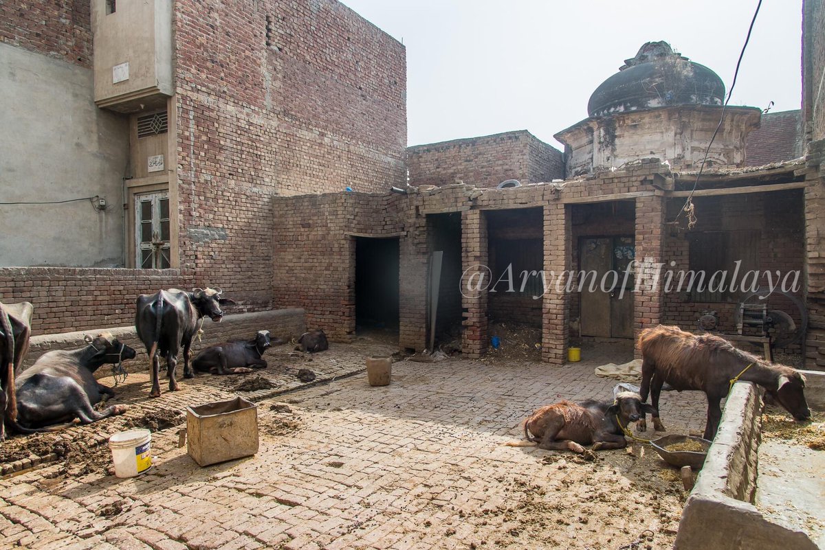 52•An ruined Hindu temple being used as cattle yard by locals, Eminabad, Gujranwala, Pakistan.