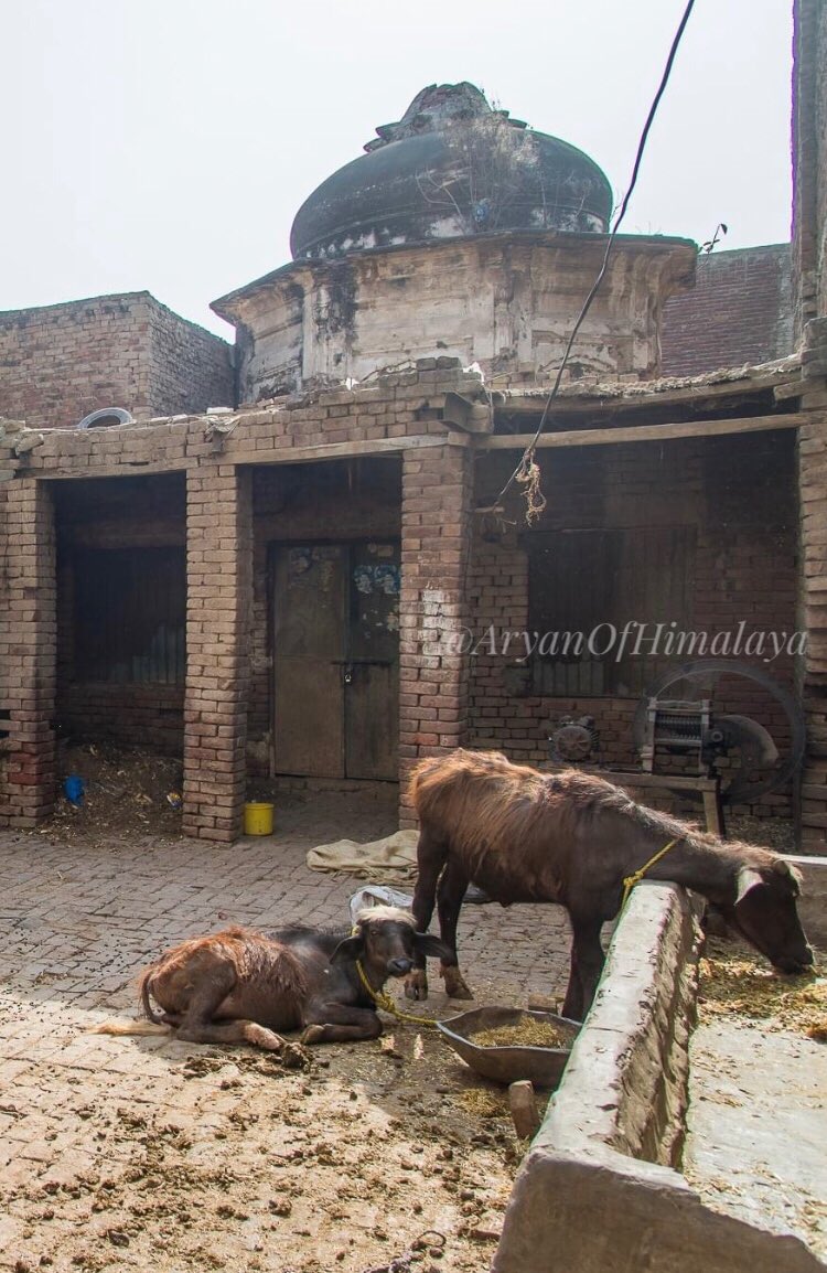 52•An ruined Hindu temple being used as cattle yard by locals, Eminabad, Gujranwala, Pakistan.