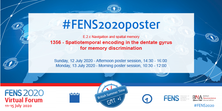 neuronblaze's tweet photo. Are you interested in how dentate gyrus cFos ensembles are affected by time and space? Check out our #FENS2020poster @OertnerLab where we tagged, silenced and mapped cFos ensembles at different stages of the Morris water maze. #invivooptogenetics #engram https://t.co/jLLYG1QyCq
