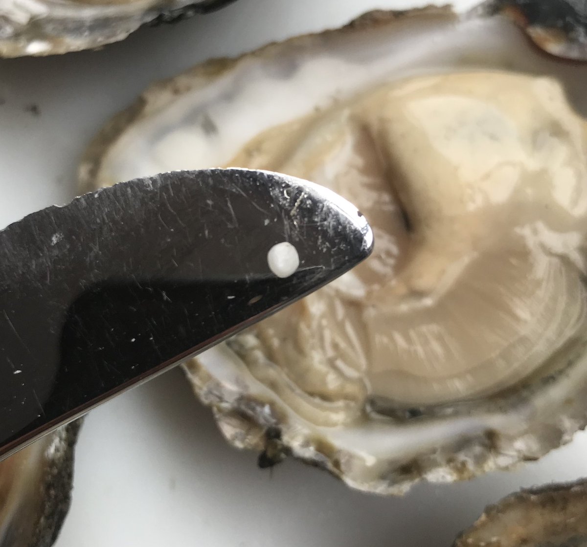 Look what we found! The best oysters in the world and a pearl thrown in for good measure. #oysters #wildatlanticway #irishoysters #galwaybay