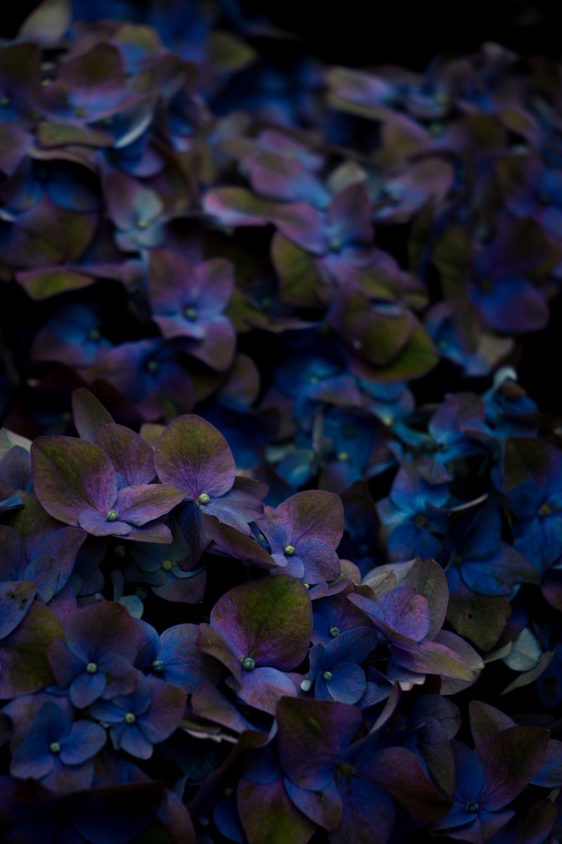 masao_16's tweet photo. 紫陽花
#photography #紫陽花 https://t.co/BLlzZl07Z0