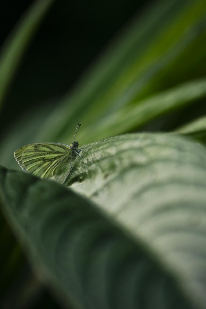 lottyswildlife's tweet photo. Did you know that UK butterflies have declined by 50%?

Or that the number of splatted insects on car number plates has halved in 15 years? 

We need to #BringBackBugs

- Read the wildlife trusts insect decline report here - 
https://t.co/p8lf26kNQp https://t.co/eJFF1oYxAJ