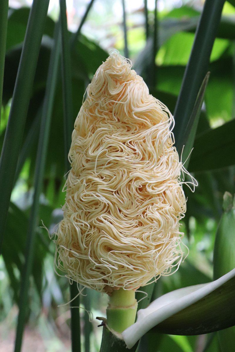 花が そうめん にしか見えない植物が話題 そして散った後は とうもろこし 植物園に聞いた Nippon Com