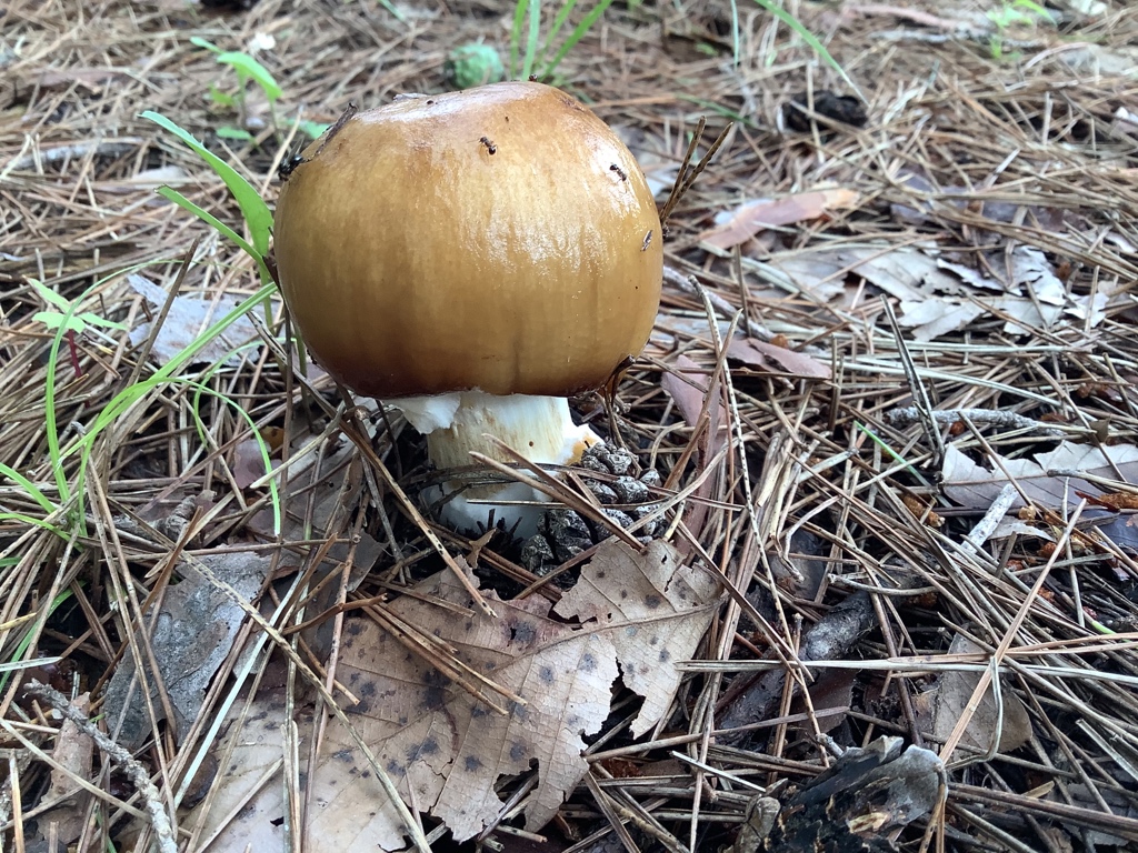 東京でとって食べる生活 さて 本日の不明菌のコーナー 茶色くて茶色い傘のでっぷりしたキノコ 松林です クモの巣膜なし 変色なし ややもろい 幼菌が白い膜に覆われているところが特徴 本日の不明菌 T Co Jodr13u6hw Twitter