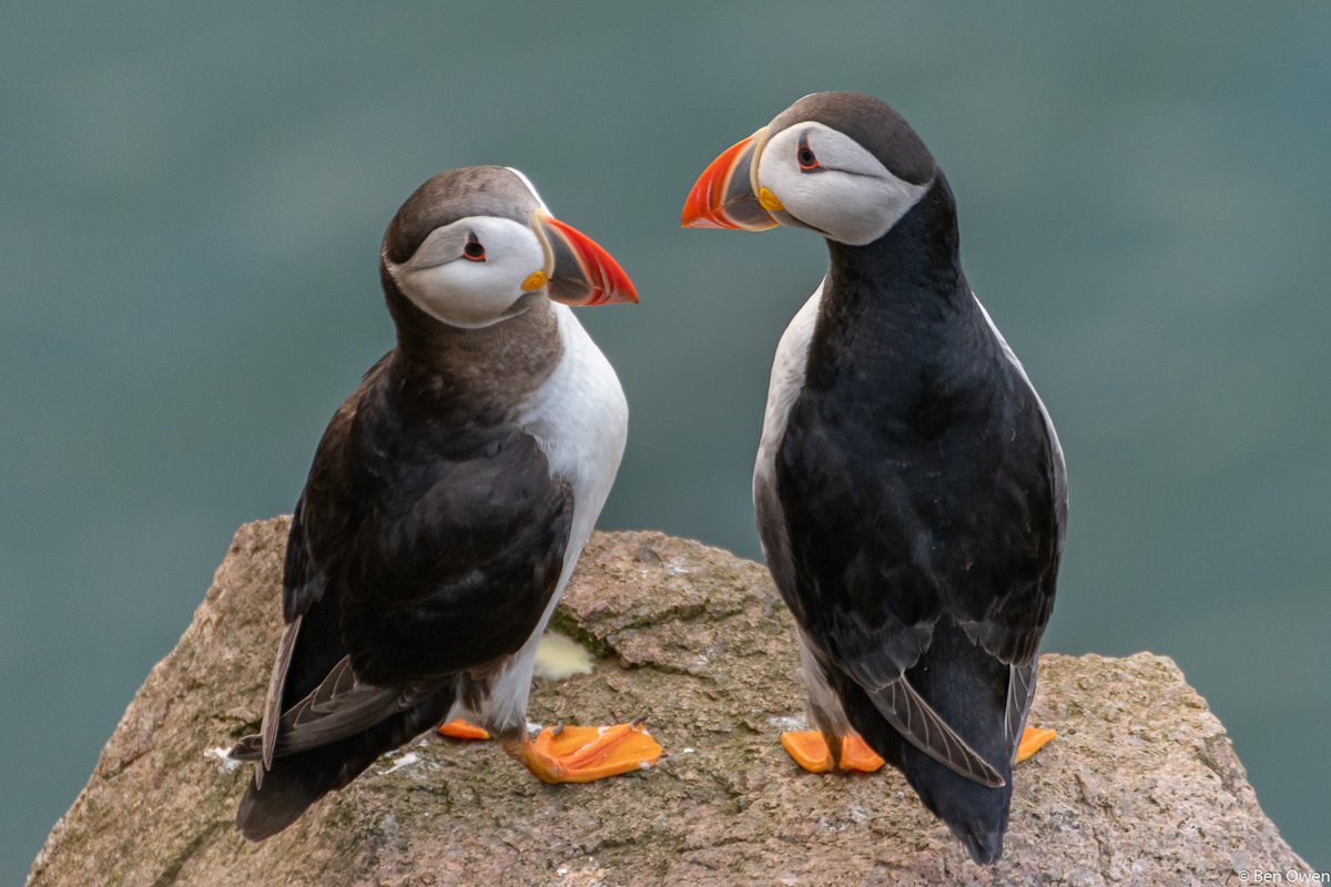 _benjaminowen's tweet image. A pair of puffins posing!

instagram.com/p/CCekhHVntUq/…