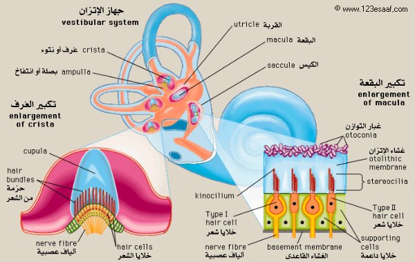 د. صالح بن سيف الهنائي on X: "الأذن الداخلية والتوازن تحتوي القنوات  الدائريةالشكل في الأذن الداخليةعلى سائل ومستشعرات دقيقةتشبه الشعيرات، والتي  تساعد على حفظ الاتزان. في قاعدة القنوات توجدالقريبةوكييس،حيث يحتوي كل منهما