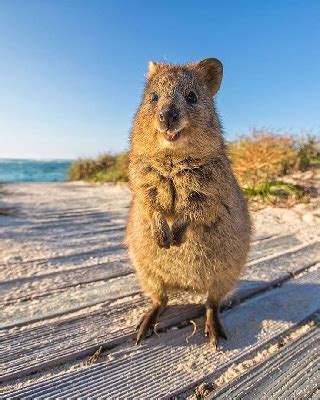 quokkaeveryhour's tweet photo. FACT: Quokkas are not territorial and are very happy to share space, food and shelter! https://t.co/c5jcecFbtv