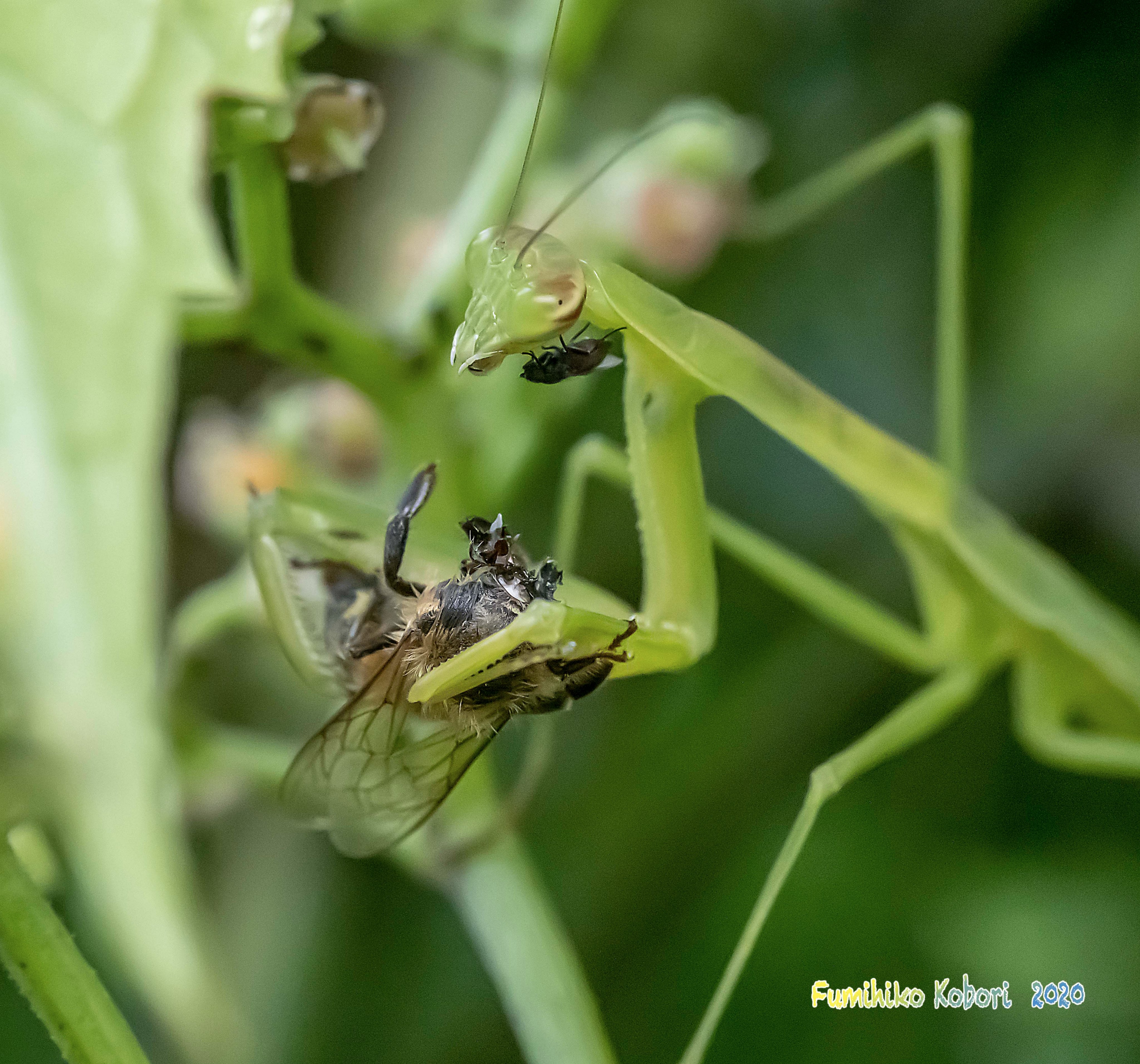 小堀 文彦 Fumihiko Kobori のどにハエ 摂食中のカマキリののどにハエがとまって 食べ物をちょろまかすような行動を 他の方も観察されているようです 今度から意識して見てみよう っと T Co Gcmi13m4oj Twitter