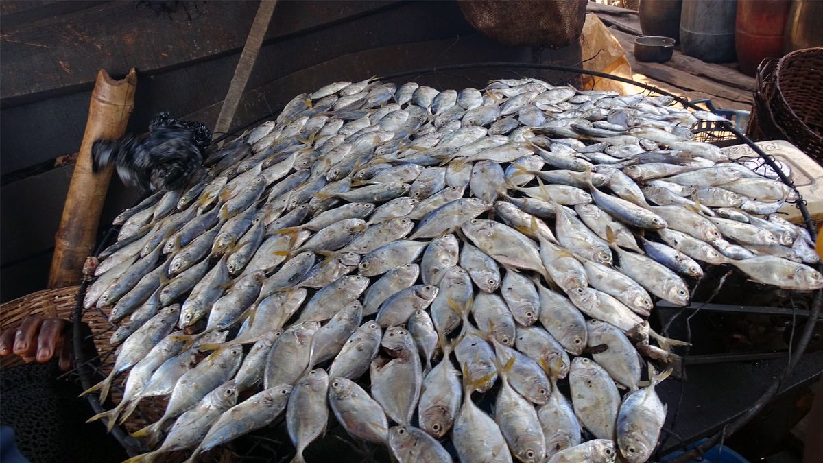 Cette semaine dans notre #Newsletter ➡️ bit.ly/2Zi7KDv

🔸BÉNIN 🇧🇯 : Exploitation des mollusques, une affaire en or 

🔹NIGÉRIA 🇳🇬 : les revenus du tourisme aident les pêcheurs à financer l'introduction d'espèces exotiques / la pisciculture

#Sipanews #Rejopra