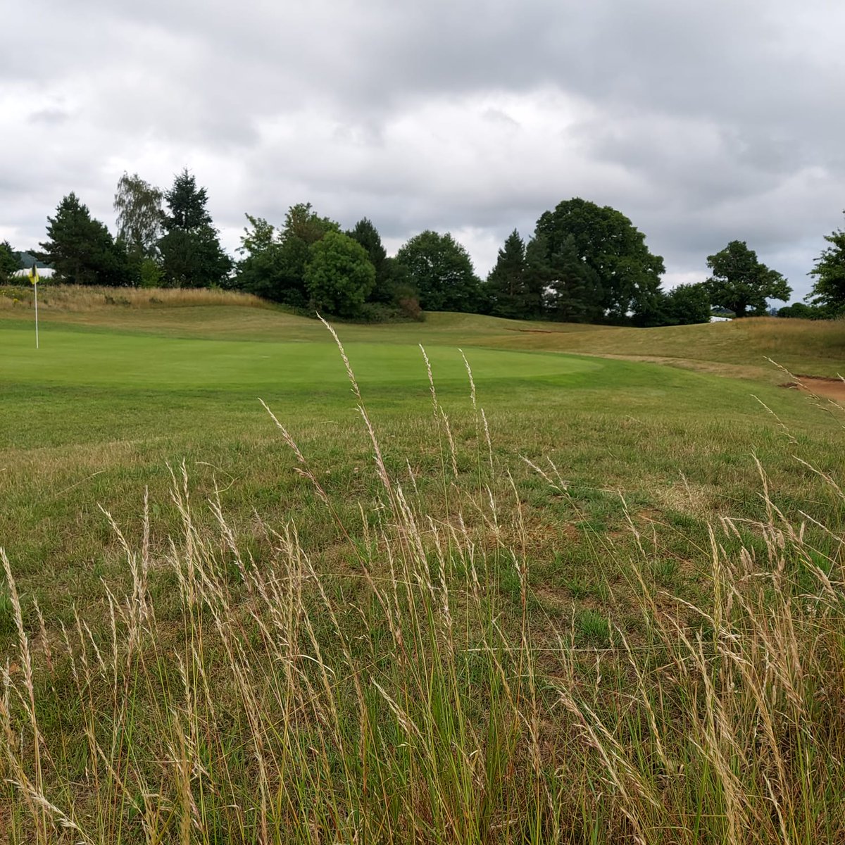 MilfordGreens tweet media