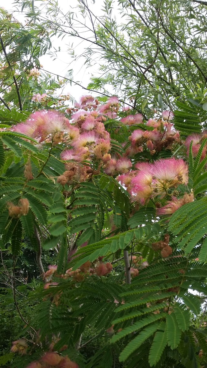 Gülibrişim Ağacı 💖 İpek Ağacı olarak da bilinen (Albizia julibrissin) bu ağaç zerafetine rağmen iklim şartlarına ve susuzluğa dayanıklılığı ile bilinir. 10 metreye kadar boylanabilir ve hızlı gelişir. Egepark Fidancılık'ta.
#gülibrişim #silktree #trees #ağaç #plants #bitki #doğa