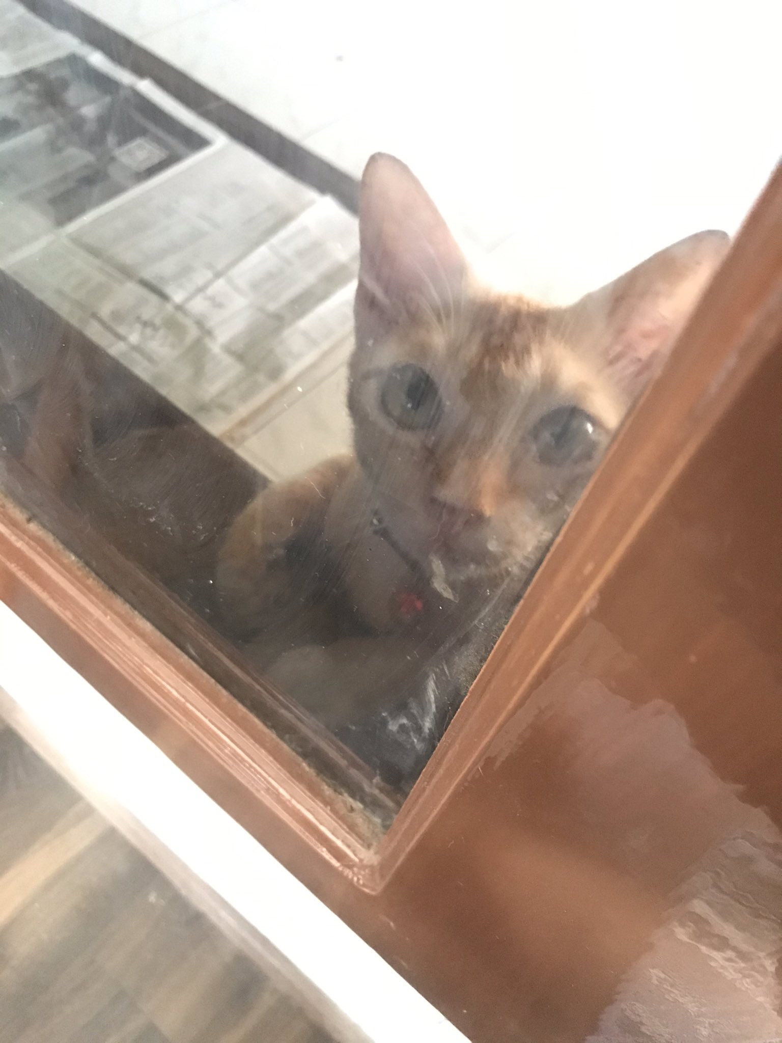 Temi On Twitter Sebenarnya Ruang Kerja Terlarang Untuk Kucing Tapi Kalau Sudah Pasang Tampang Memelas Begini Suka Ga Tega