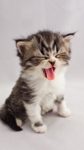 정재현 모에화봇 (@0214jh2) on Twitter photo 