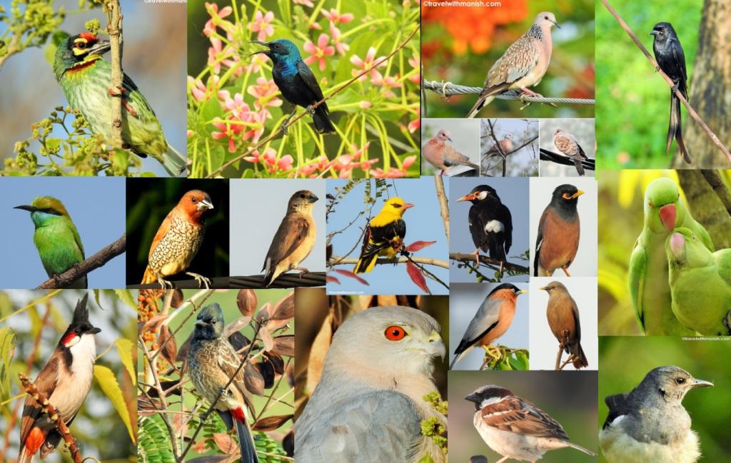 manish_kmr's tweet photo. आइए मिलवाएँ आपके घरों के आस पास रहने वाले 36 पक्षियों से Birds in our backyard !
https://t.co/PxbXRzvT5S
#BackyardBirding #birdphotography #birdwatching #birdsofjharkhand #ranchi #jharkhand #birding https://t.co/bYjYdjw7BW