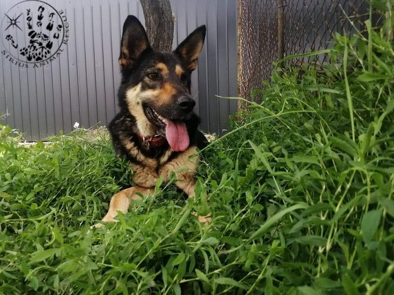 siriusanimalre1's tweet image. Here is one of our Sirius doggies who have been with us a while....its ELLIE 🥰🥰🐾🐾