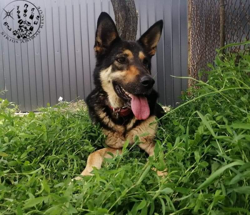 siriusanimalre1's tweet image. Here is one of our Sirius doggies who have been with us a while....its ELLIE 🥰🥰🐾🐾