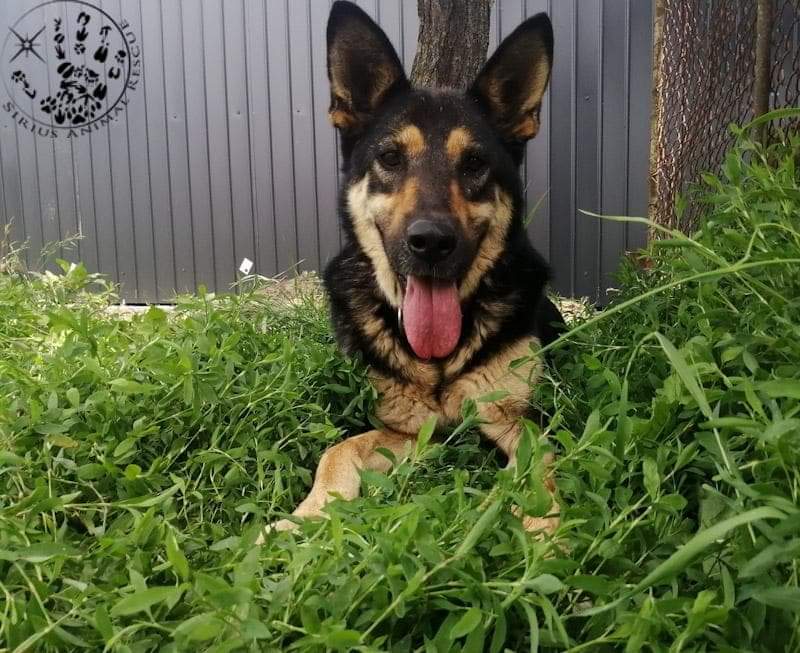 siriusanimalre1's tweet image. Here is one of our Sirius doggies who have been with us a while....its ELLIE 🥰🥰🐾🐾